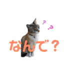 猫ざんまい！（個別スタンプ：2）