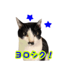 猫ざんまい！（個別スタンプ：13）