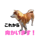 ケンすたんぷ。（個別スタンプ：10）