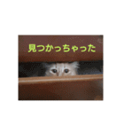 きんちゃんと一緒（個別スタンプ：15）