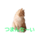 きんちゃんと一緒（個別スタンプ：22）