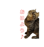 とらせなブラザーズ（個別スタンプ：8）