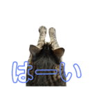 とらせなブラザーズ（個別スタンプ：9）