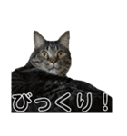 とらせなブラザーズ（個別スタンプ：12）