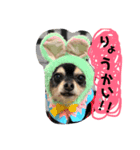 宮田家のわんず（個別スタンプ：1）