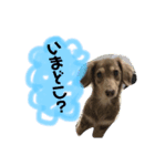 宮田家のわんず（個別スタンプ：3）