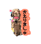 宮田家のわんず（個別スタンプ：4）