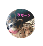 宮田家のわんず（個別スタンプ：7）