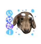 宮田家のわんず（個別スタンプ：8）