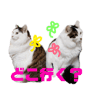 ペップ君とプティちゃん。仲良し2匹（個別スタンプ：1）