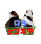 ペップ君とプティちゃん。仲良し2匹（個別スタンプ：3）