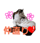 ペップ君とプティちゃん。仲良し2匹（個別スタンプ：4）