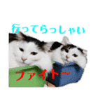 ペップ君とプティちゃん。仲良し2匹（個別スタンプ：5）