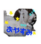 ペップ君とプティちゃん。仲良し2匹（個別スタンプ：6）