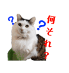 ペップ君とプティちゃん。仲良し2匹（個別スタンプ：11）