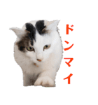 ペップ君とプティちゃん。仲良し2匹（個別スタンプ：13）