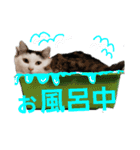 ペップ君とプティちゃん。仲良し2匹（個別スタンプ：17）