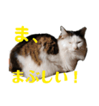 ペップ君とプティちゃん。仲良し2匹（個別スタンプ：24）
