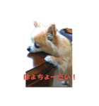 お喋りチーくんのひとり言☆（個別スタンプ：5）