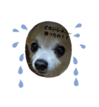 お喋りチーくんのひとり言☆（個別スタンプ：6）