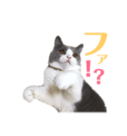 猫の切り返しスタンプ（個別スタンプ：1）