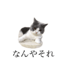 猫の切り返しスタンプ（個別スタンプ：2）
