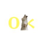 猫の切り返しスタンプ（個別スタンプ：3）