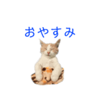 猫の切り返しスタンプ（個別スタンプ：6）
