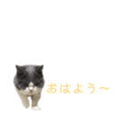 猫の切り返しスタンプ（個別スタンプ：7）