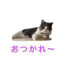 猫の切り返しスタンプ（個別スタンプ：8）