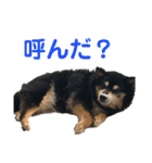 犬のぬい3（個別スタンプ：1）