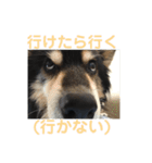 犬のぬい3（個別スタンプ：4）
