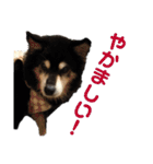 犬のぬい3（個別スタンプ：5）