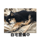 犬のぬい3（個別スタンプ：7）