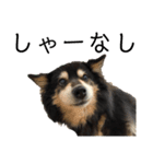犬のぬい3（個別スタンプ：8）
