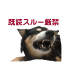犬のぬい3（個別スタンプ：9）