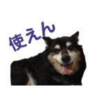 犬のぬい3（個別スタンプ：10）