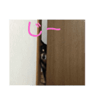 犬のぬい3（個別スタンプ：11）