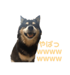犬のぬい3（個別スタンプ：12）