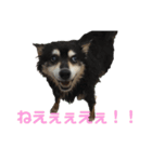 犬のぬい3（個別スタンプ：13）