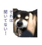 犬のぬい3（個別スタンプ：15）