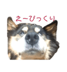 犬のぬい3（個別スタンプ：17）