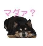 犬のぬい3（個別スタンプ：18）