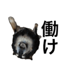 犬のぬい3（個別スタンプ：19）
