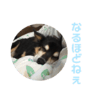 犬のぬい3（個別スタンプ：22）