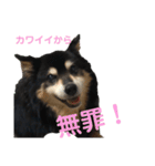 犬のぬい3（個別スタンプ：24）