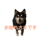 犬のぬい3（個別スタンプ：25）