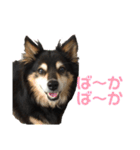 犬のぬい3（個別スタンプ：26）