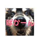 犬のぬい3（個別スタンプ：28）