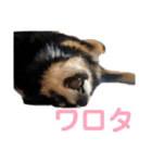 犬のぬい3（個別スタンプ：29）